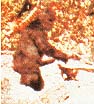 foot4.jpg (11880 bytes)