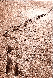 snow3.jpg (35441 bytes)