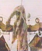 unkown2.jpg (6941 bytes)